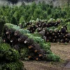 Wholesale Christmas Trees