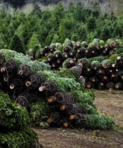 Wholesale Christmas Trees